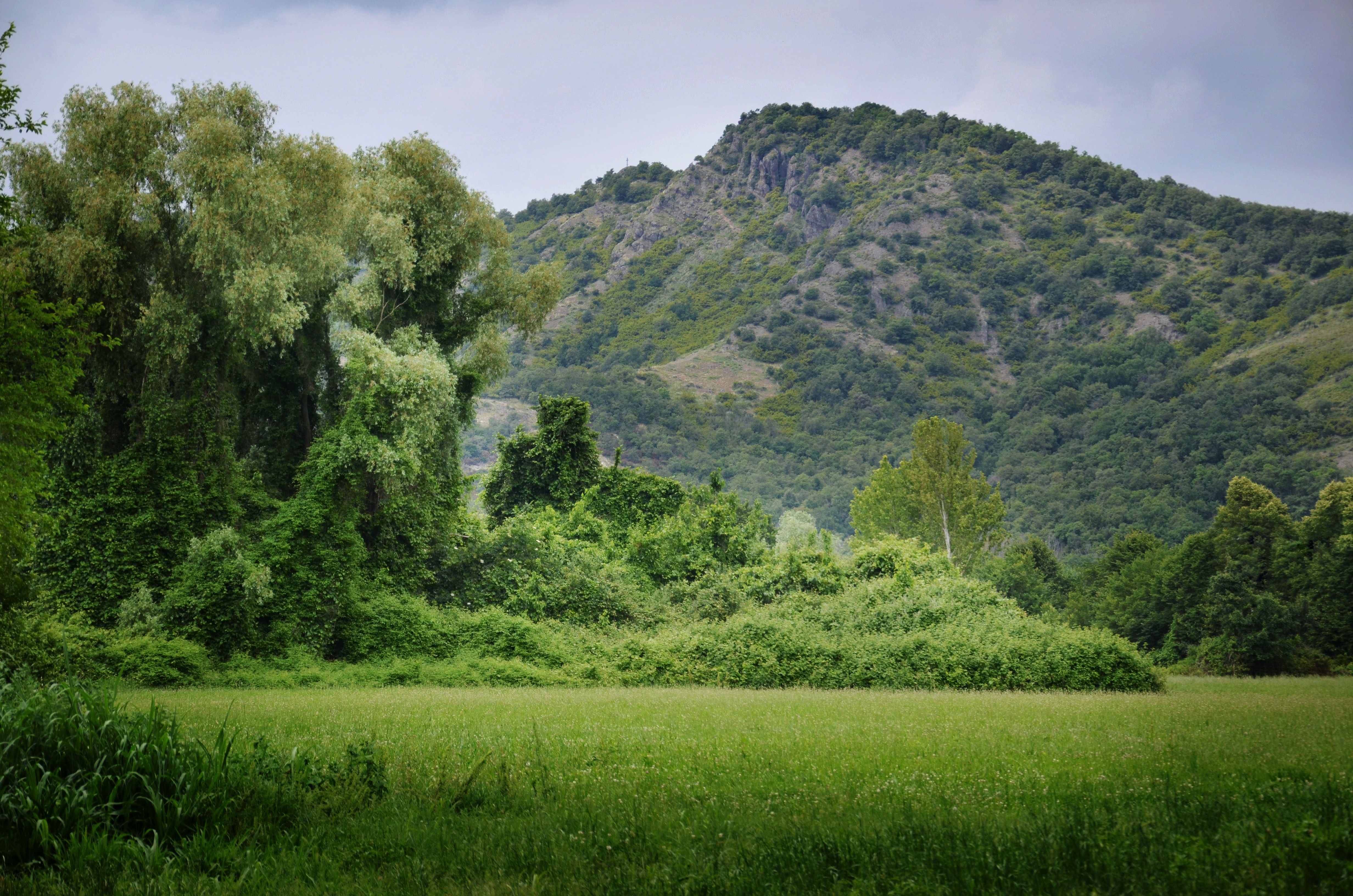 Green forest and valley